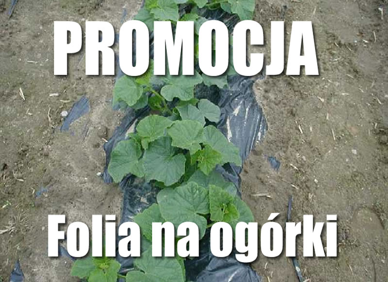 promocja_ogorki